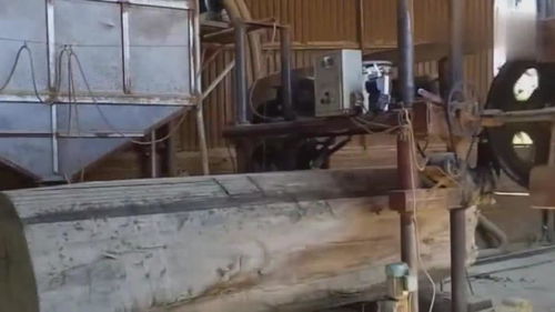 化木为金 家具厂如何将一米多粗的巨木变为高附加值珍品